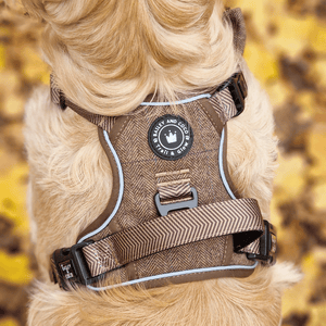 best harness for golden retriever