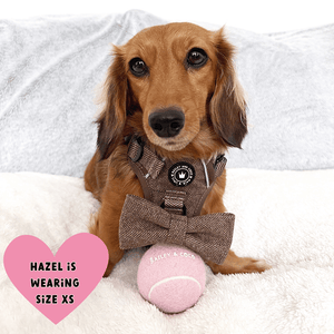 mini dachshund harness