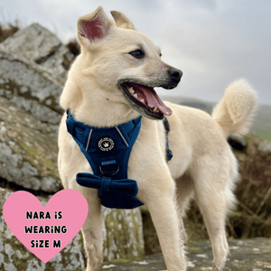 white dog wearing a harness
