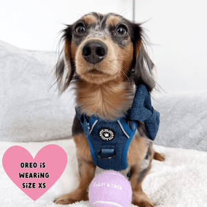 best harness for dachshund