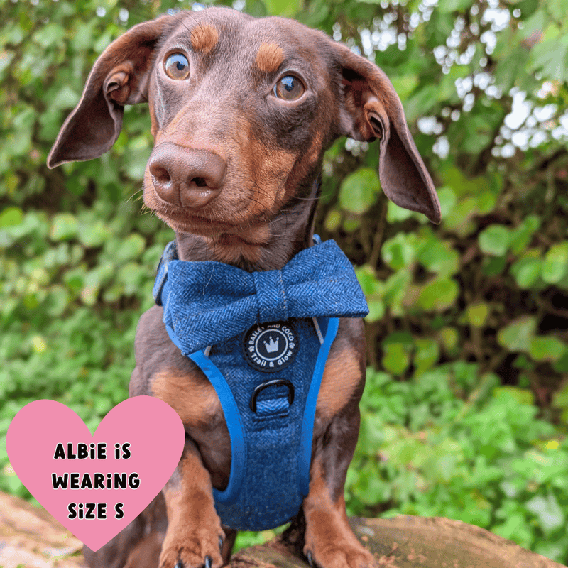 miniature dachshund harness uk