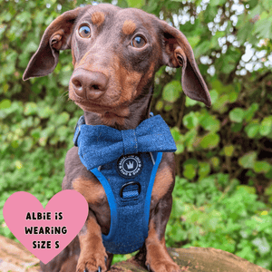 miniature dachshund harness uk