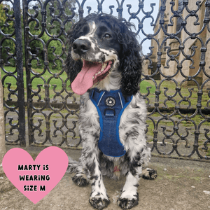 best harness for a cocker spaniel