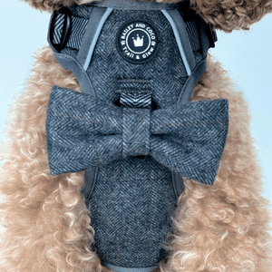dog harness cavapoo