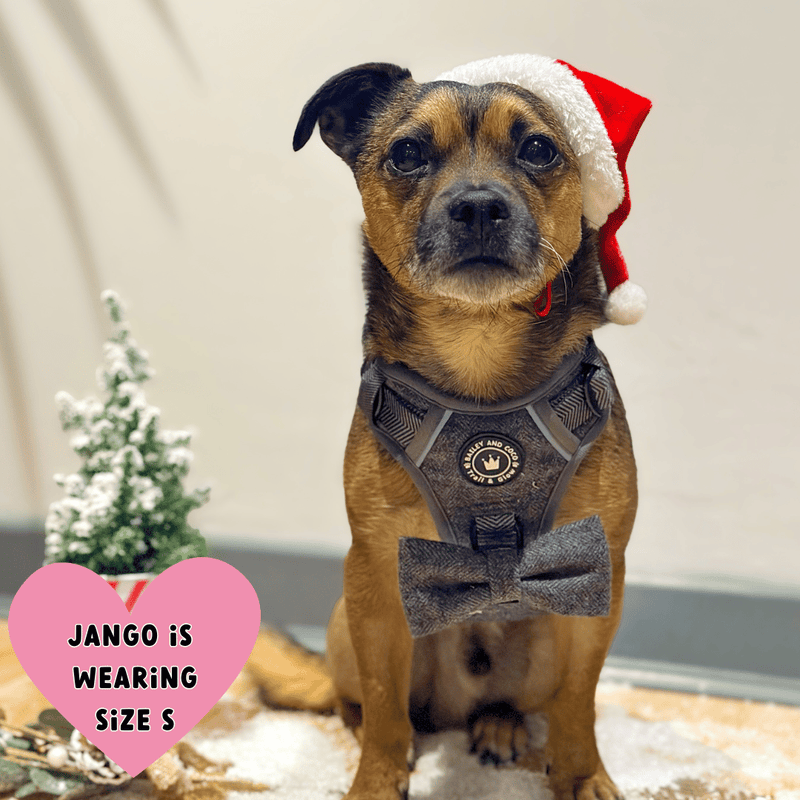 small dog wearing harness