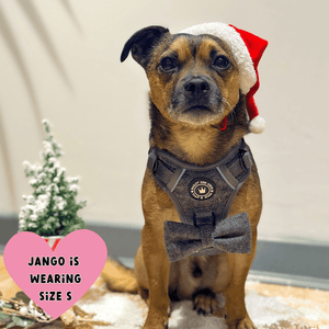 small dog wearing harness