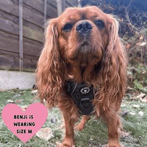 small dog wearing harness