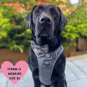 best harness for labrador that pulls