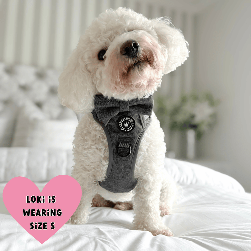 maltichon harness