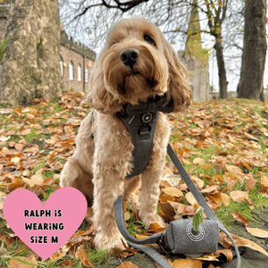 what size harness for cockapoo