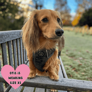 harness for miniature dachshund