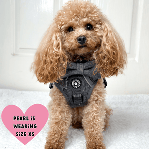 cockapoo dog harness uk