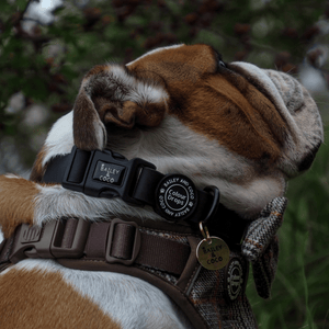 Waterproof Adjustable Collar - Colour Drops - Jet Black - Bailey and Coco (UK)