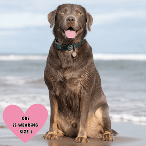 Waterproof Dog Lead & Collar Set - Colour Drops - Forest Green - Bailey and Coco (UK)