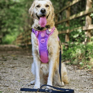 Waterproof Dog Lead & Collar Set - Colour Drops - Jet Black - Bailey and Coco (UK)