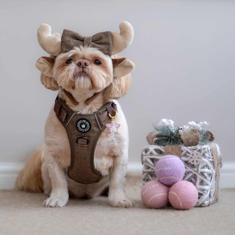 Best Shih Tzu Harness UK – Buyer’s Guide