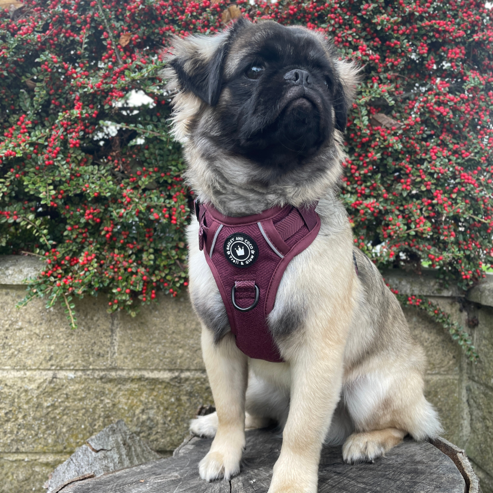 Pug wearing a mulberry tweed harness