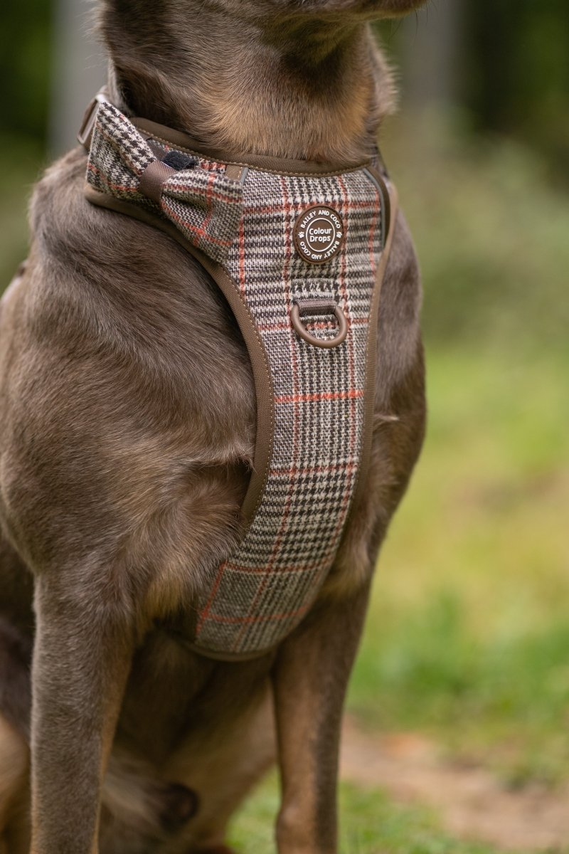 Anti Pull Harness UK (2026): What It Is, How It Works, and How to Choose the Right One