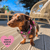 Best Dachshund Harness UK – 2025 Buyer’s Guide - Bailey and Coco (UK)