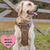 Best Dog Harness for Golden Retrievers in the UK - Bailey and Coco (UK)