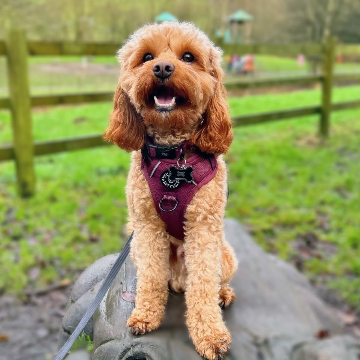 Best Dog Harness Uk - Bailey and Coco (UK)