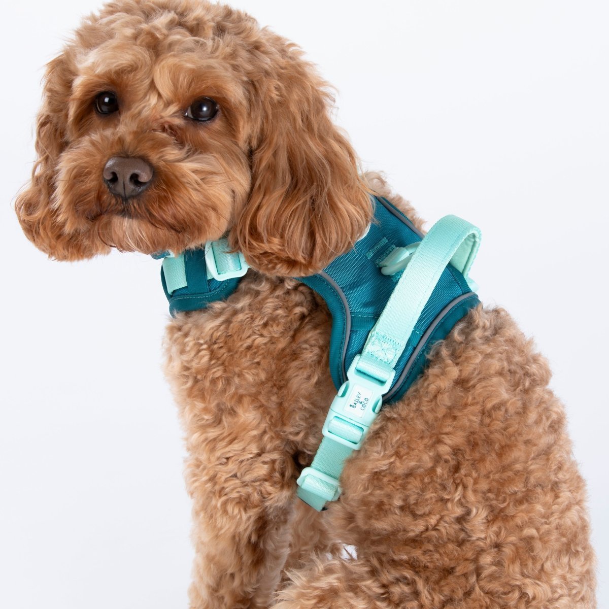 Best Dog Harness with Handle UK - Bailey and Coco (UK)