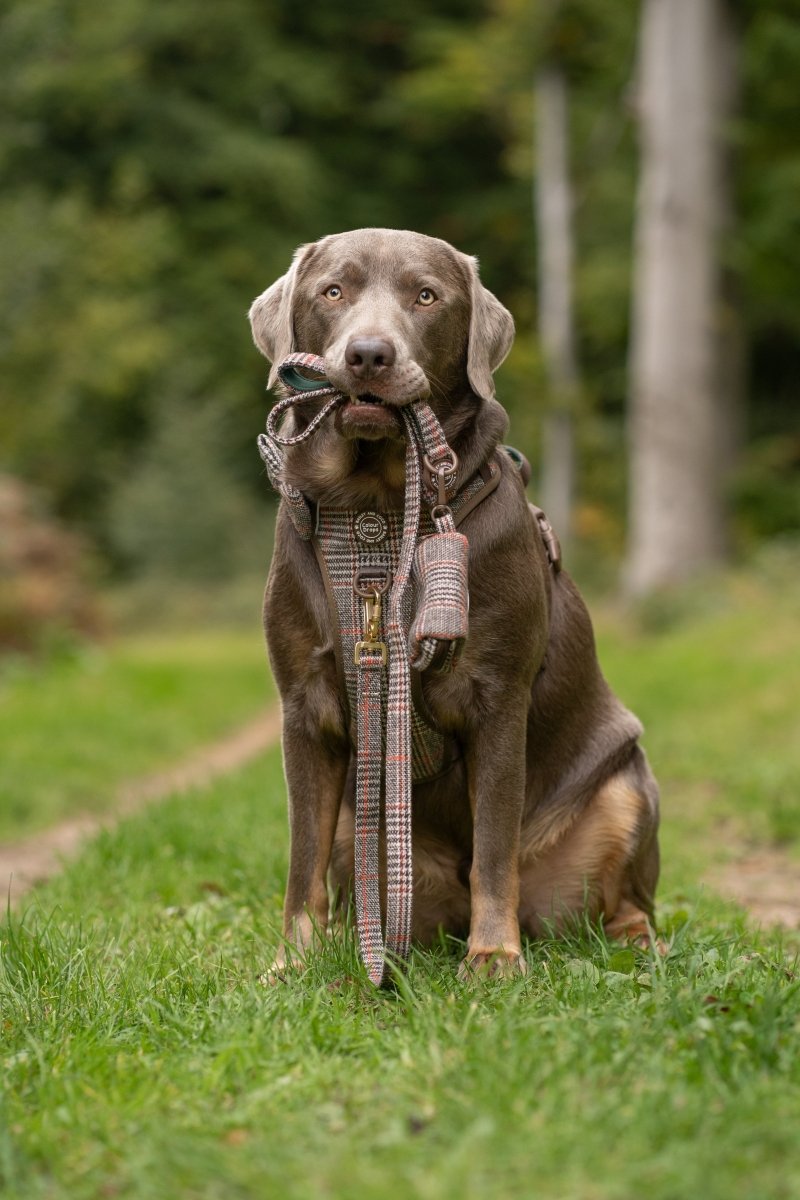Best Dog Leads for Labradors UK: The Complete Guide