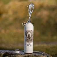Best Dog Water Bottle for Walks UK 2026: Stay Hydrated on Every Walk