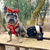 Best Harness for French Bulldog UK - Bailey and Coco (UK)