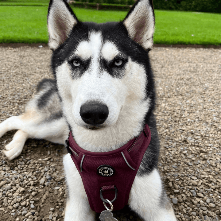 Best Harness for Huskies UK 2026: Escape-Proof, Strong & Built for Power - Bailey and Coco (UK)