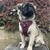 Best Harness for Pugs: UK Guide to No-Pull, Comfortable & Safe Walking