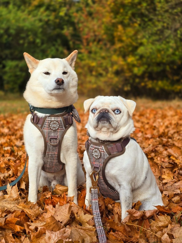 Best Harness for Shiba Inus UK 2026: Escape-Proof, Comfortable & Stylish - Bailey and Coco (UK)