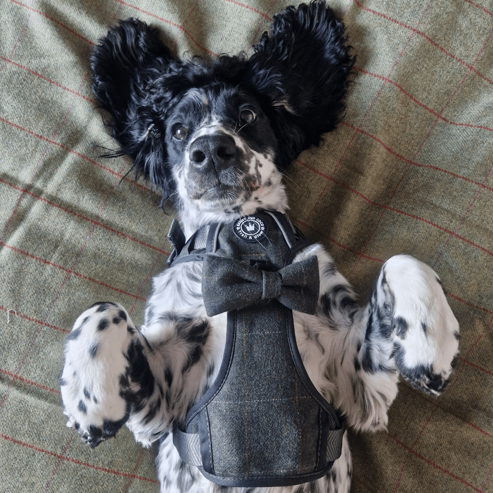 Best Harness for Sprocker Spaniels: UK Sizing Guide