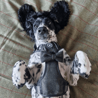 Best Harness for Sprocker Spaniels: UK Sizing Guide