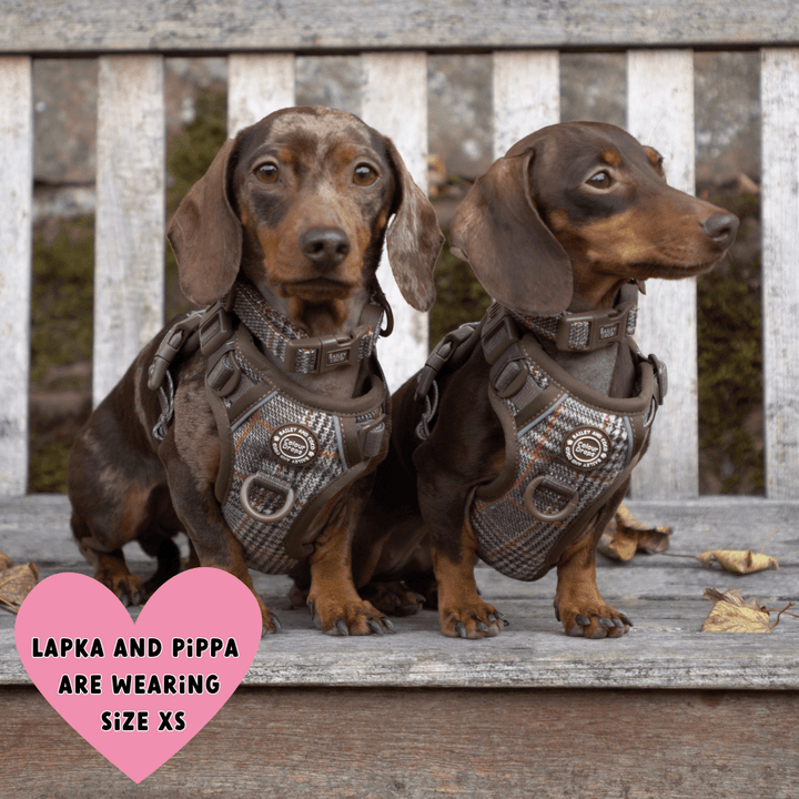 Best Puppy Collars UK 2026 - Bailey and Coco (UK)