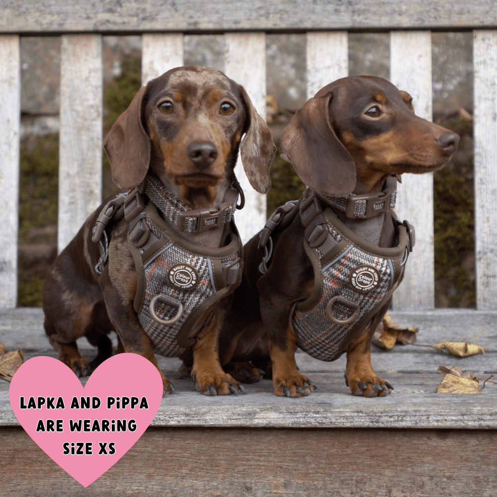 Best Puppy Collars UK 2026