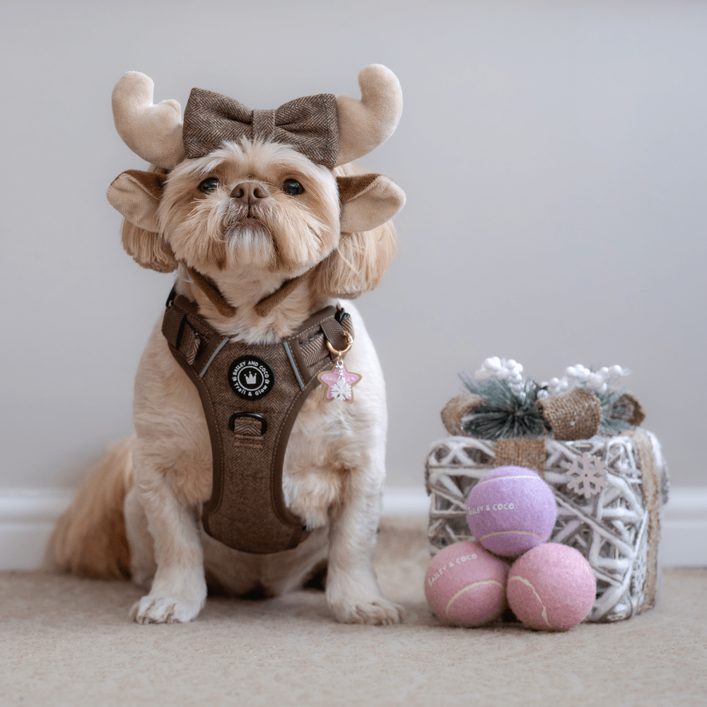 Best Shih Tzu Harness UK – Buyer’s Guide
