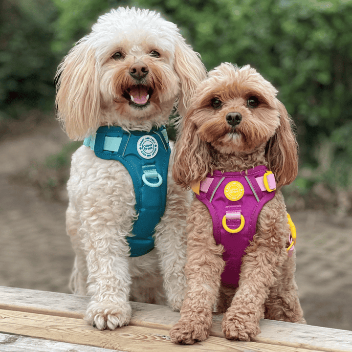Best Small Dog Harness by Bailey & Coco - Bailey and Coco (UK)