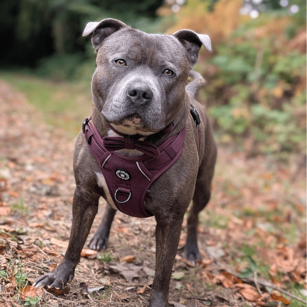 Best Staffordshire Bull Terrier Harness UK – 2025 Buyer’s Guide - Bailey and Coco (UK)