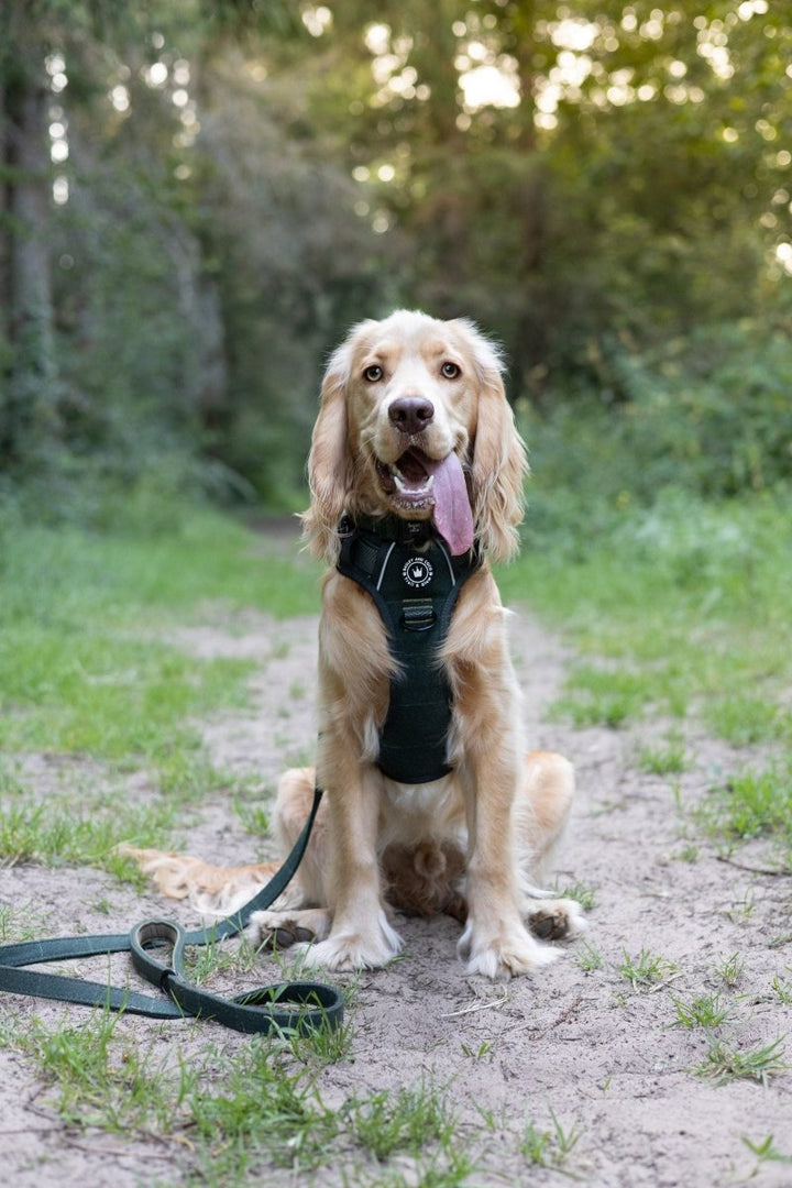 Bonfire Night and Dogs: Planning Calmer Evening Walks - Bailey and Coco (UK)