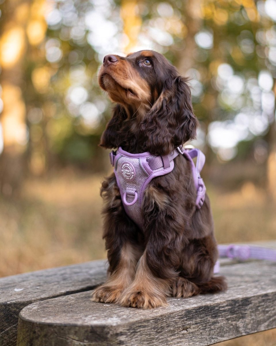 Cocker Spaniel Harness Size Guide: Find the Perfect Fit for Your Spaniel