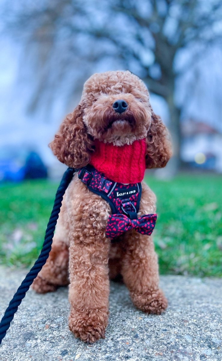 Discover the Finest: Best Rope Dog Leads UK for Unmatched Quality and Style