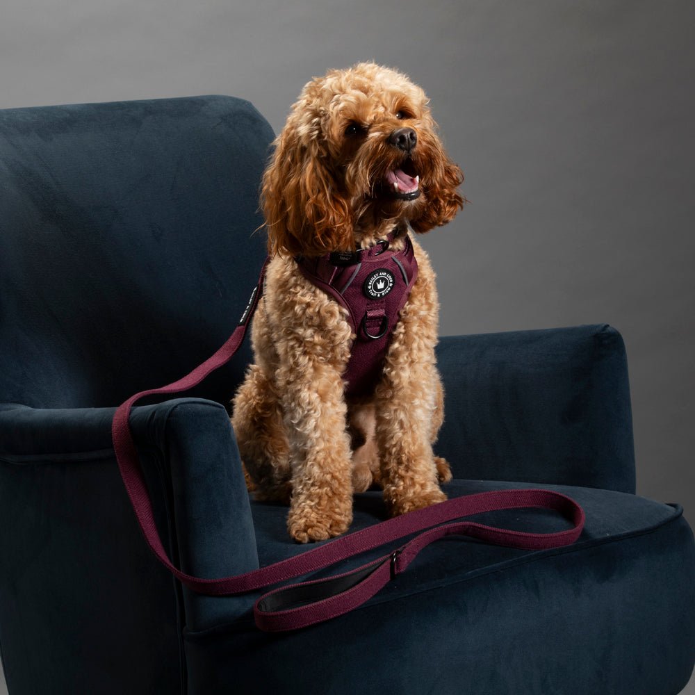 Discover Yarm's Best Dog Accessories at Bailey and Coco