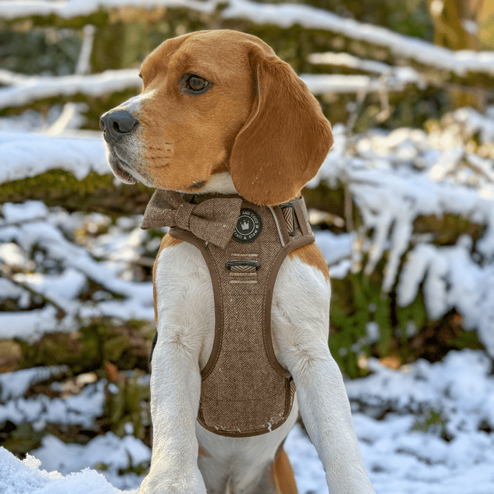 Do Dogs Need Coats? The Honest UK Weather Guide - Bailey and Coco (UK)