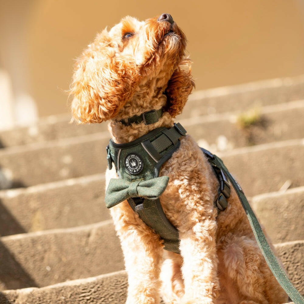 Dog Collar Keeps Falling Off UK 2026: Why It Happens and How to Fix It