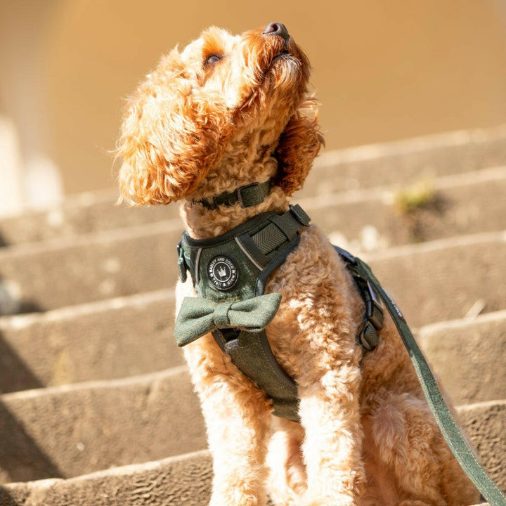 Dog Collar Keeps Falling Off UK 2026: Why It Happens and How to Fix It - Bailey and Coco (UK)