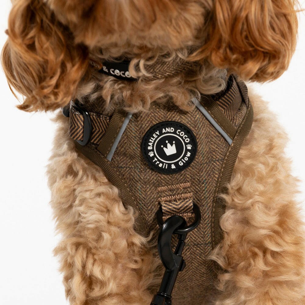 Dog Collar Rubbing Fur UK 2026: Causes, Fixes, and a Comfy Fit