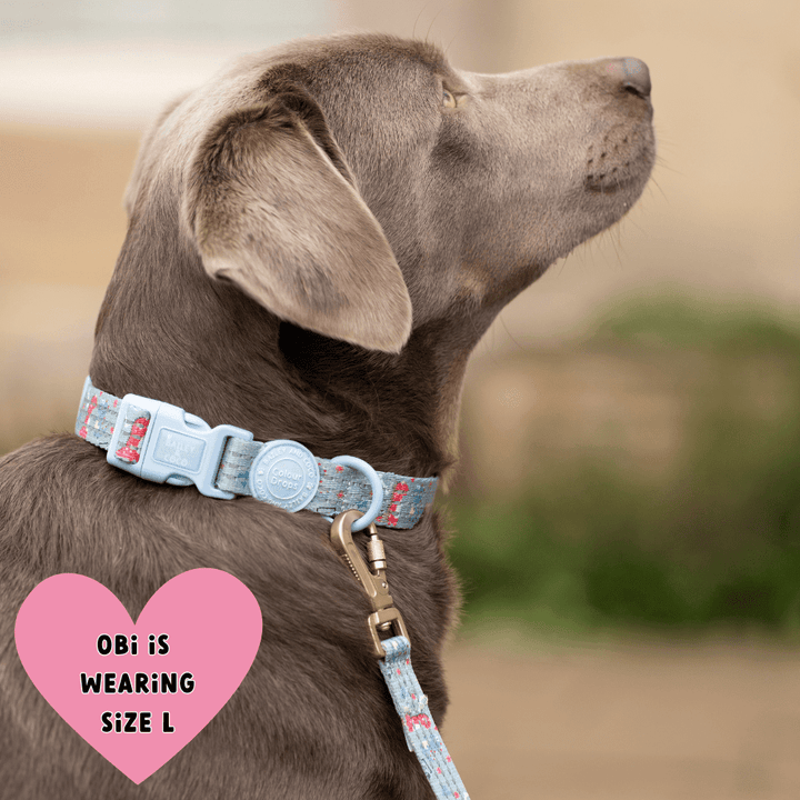 Dog Collar Safety and Comfort Guide UK 2026 - Bailey and Coco (UK)
