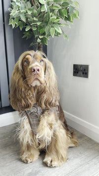 Dog Harness Rubbing Under the Front Legs: Causes and Fixes
