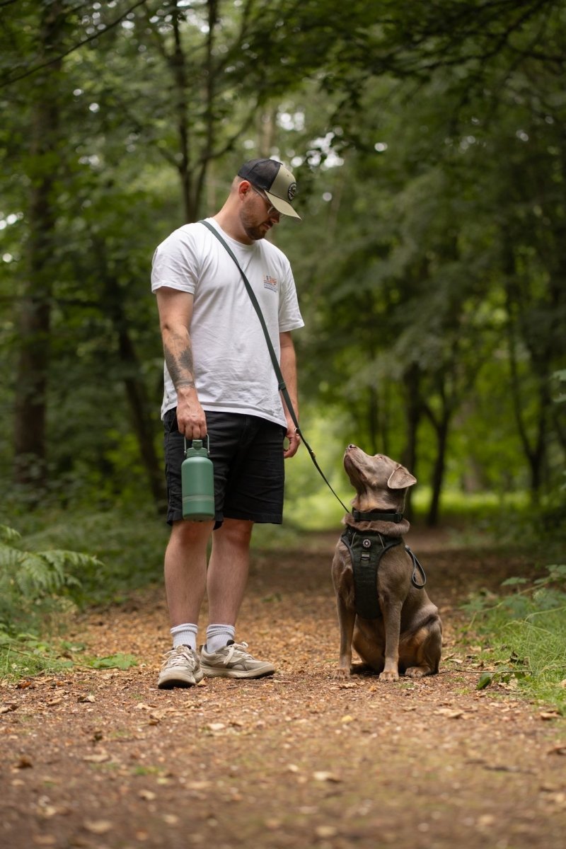 Double-Ended Dog Leads: The Complete Guide to Multi-Clip Leads